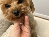 Yorkshire terrier köpeğim dişisini arıyor