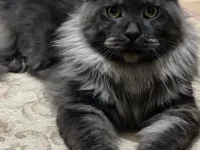Main coon