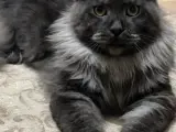 Main coon