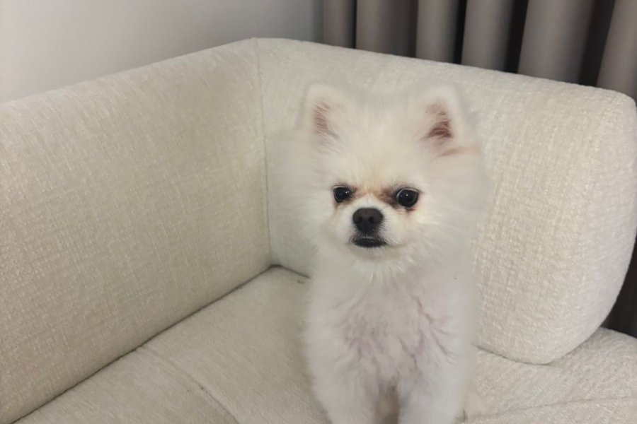 10 Aylık Erkek pomeranian 2
