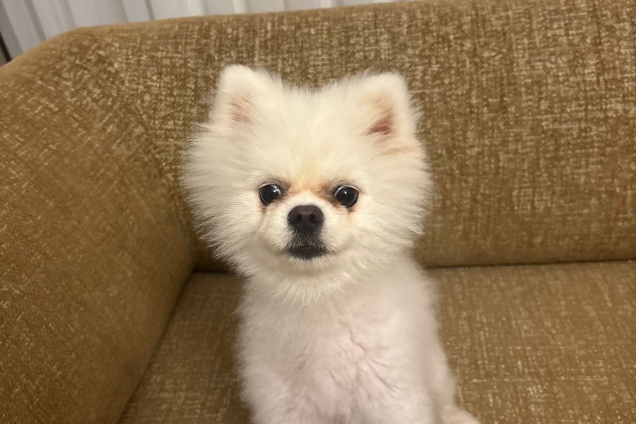 10 Aylık Erkek pomeranian 1