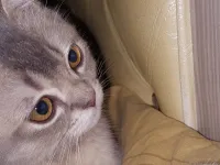 Sevimli Scottish Fold Yavrumuz Mırmır