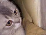 Sevimli Scottish Fold Yavrumuz Mırmır