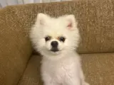 10 Aylık Erkek pomeranian