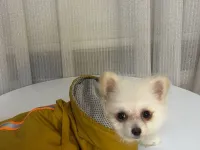 Pomerian boo oglumuz ACİL ailesini arıyor