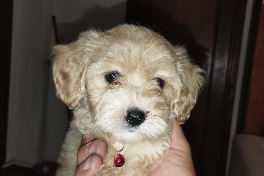 Maltipoo 3