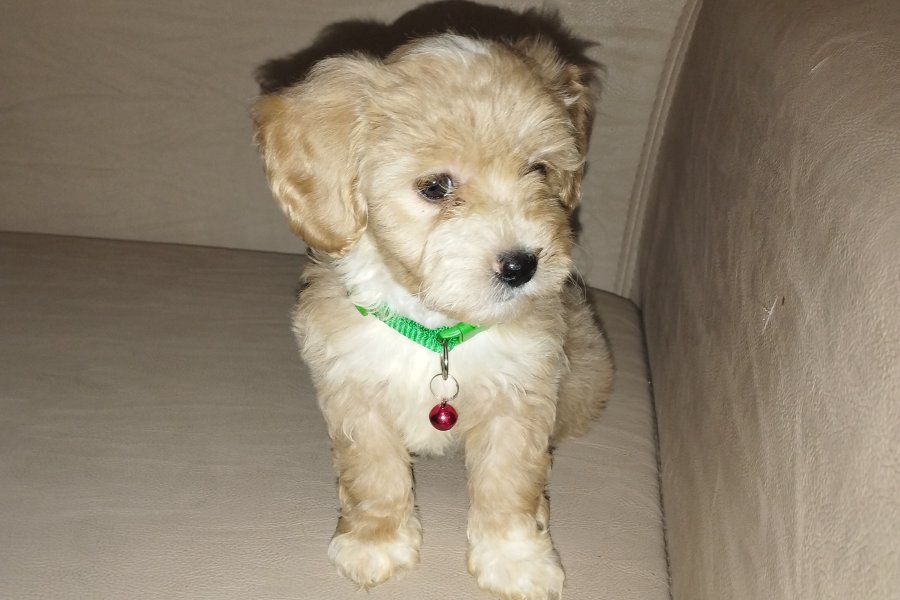 Maltipoo 2