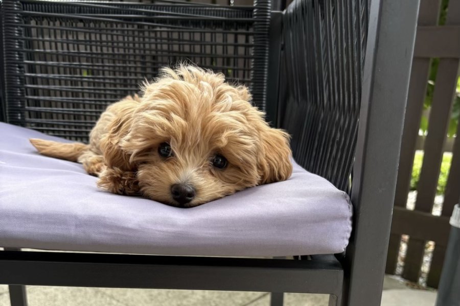çok tatlı ve sevimli minik toy poodle 3