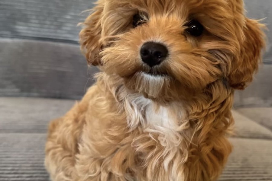 çok tatlı ve sevimli minik toy poodle 2