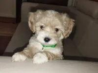 Maltipoo