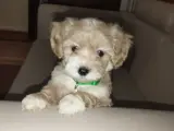 Maltipoo