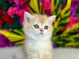 British longhair gold