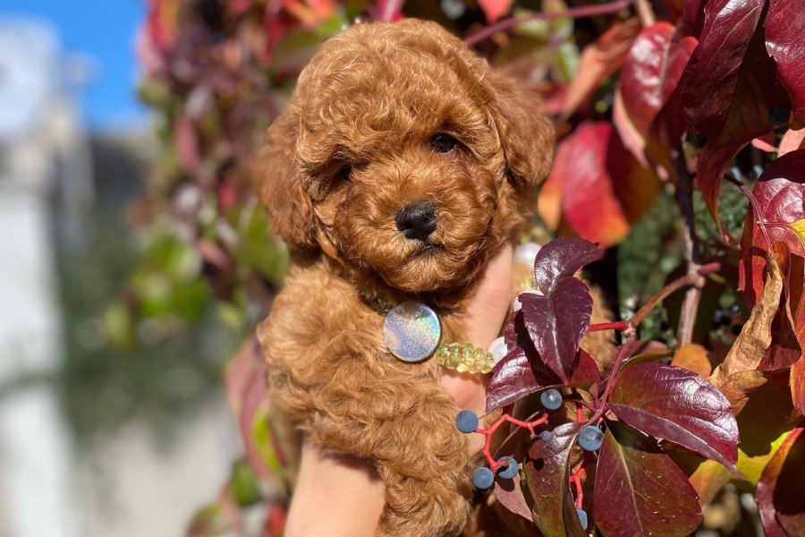 Toy poodle Kore kan erkek yavrumuz 2
