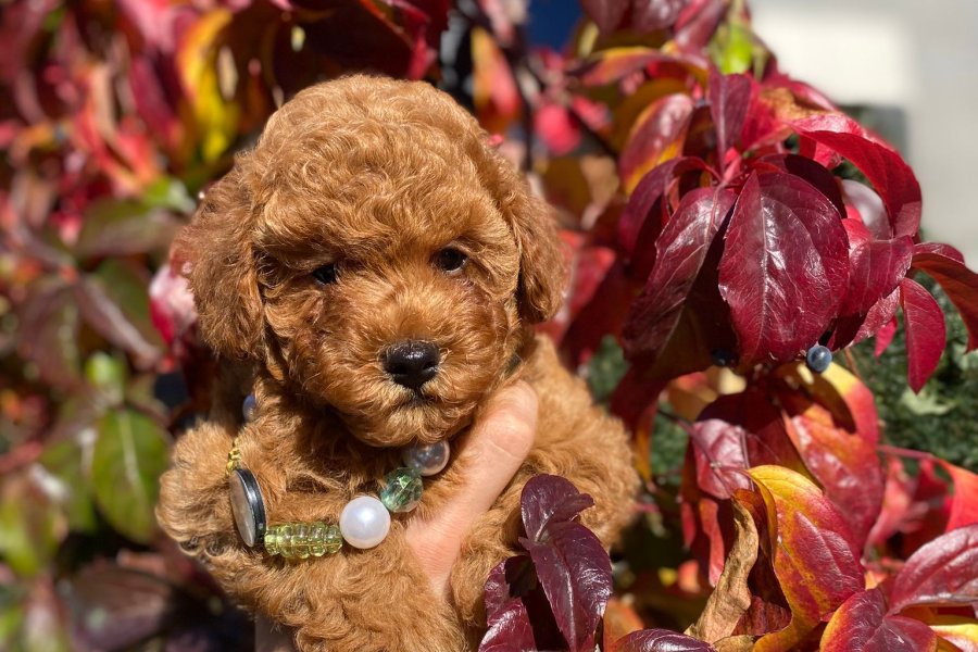 Toy poodle Kore kan erkek yavrumuz 3