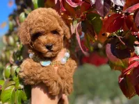 Toy poodle Kore kan erkek yavrumuz