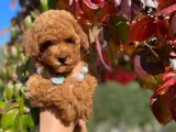 Toy poodle Kore kan erkek yavrumuz