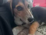 Sevimli Jack Russel Terrier Yavrumuz Satılık