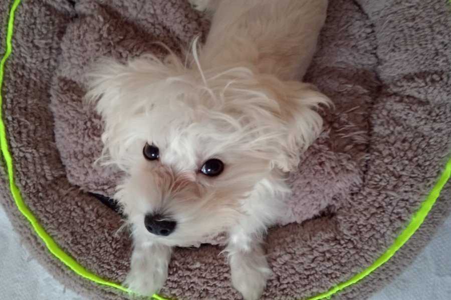 Disi 2.5 aylık maltese terrier 3