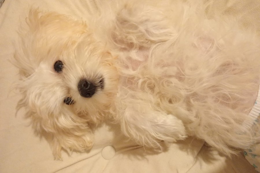 Disi 2.5 aylık maltese terrier 2