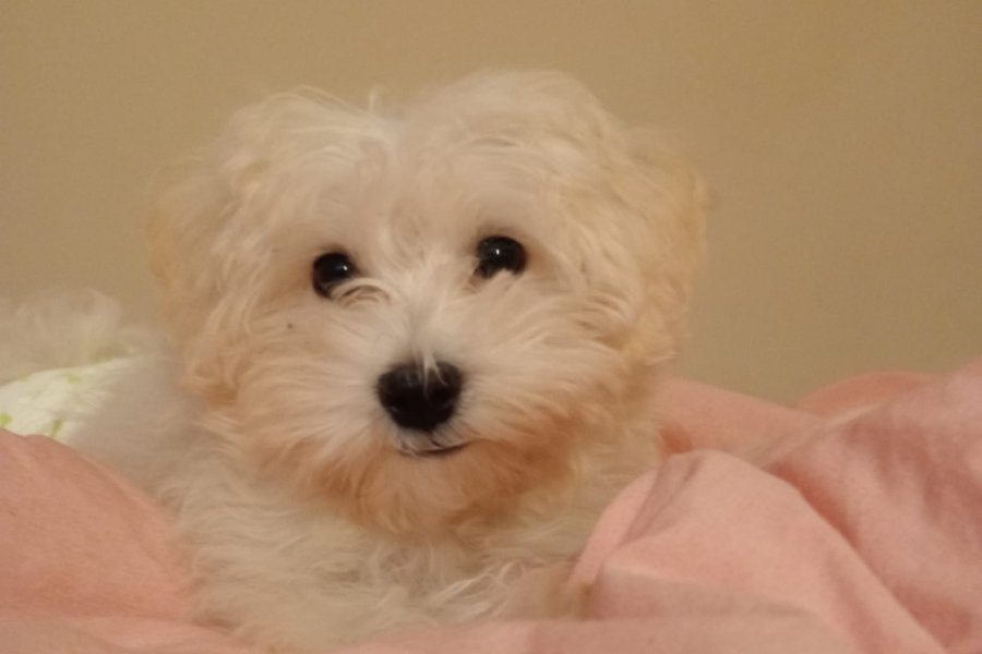 Disi 2.5 aylık maltese terrier 1