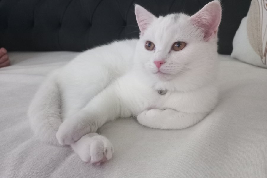 Sevimli British Longhair Yavrumuza Yuva Arıyoruz 2