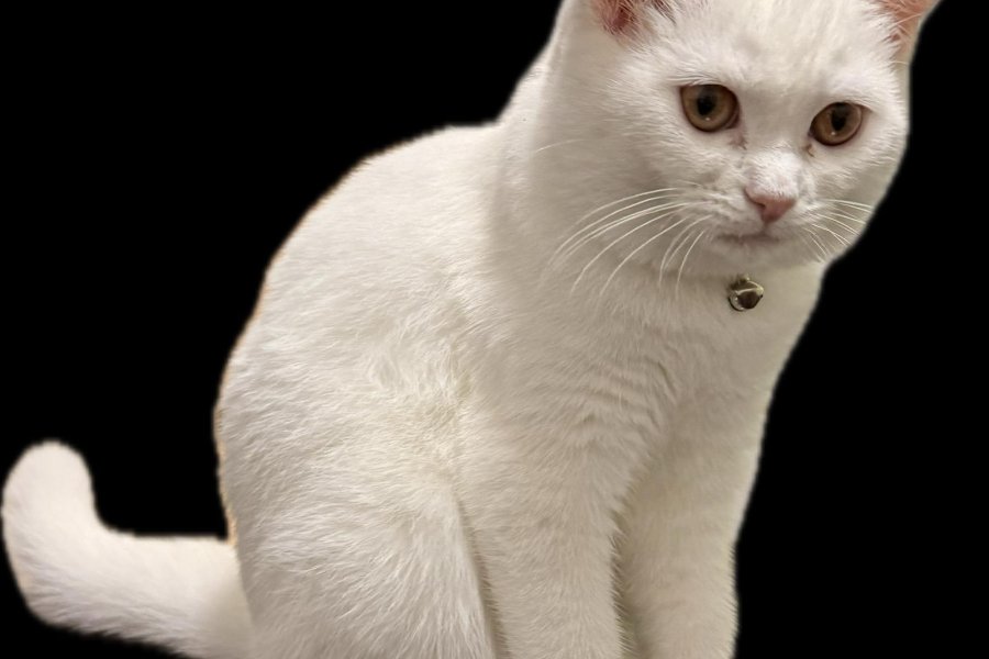 Sevimli British Longhair Yavrumuza Yuva Arıyoruz 3