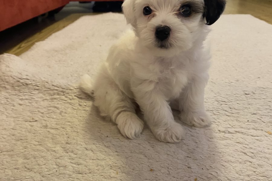 Morkie 4