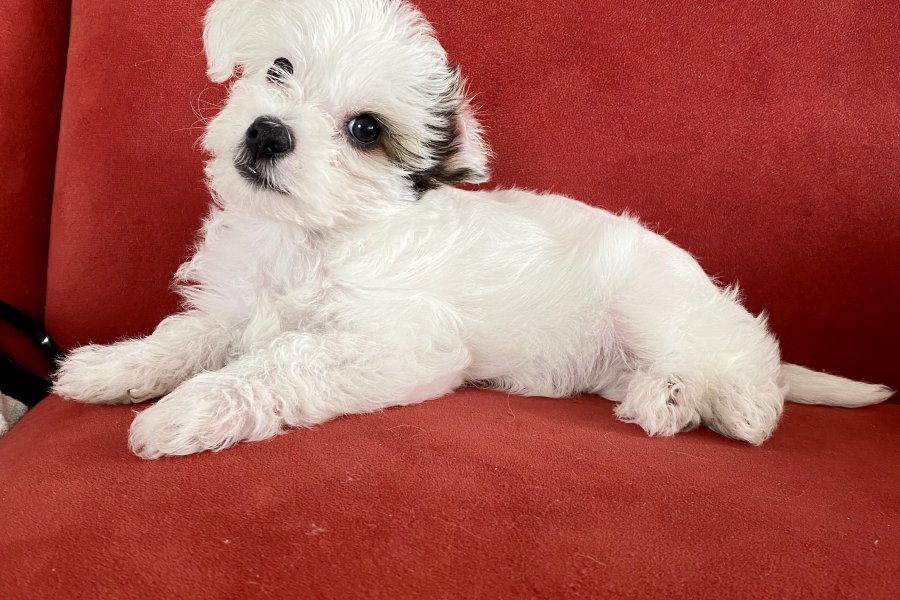 Morkie 5