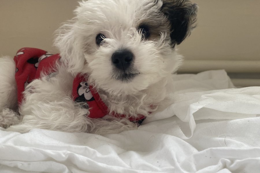 Morkie 6