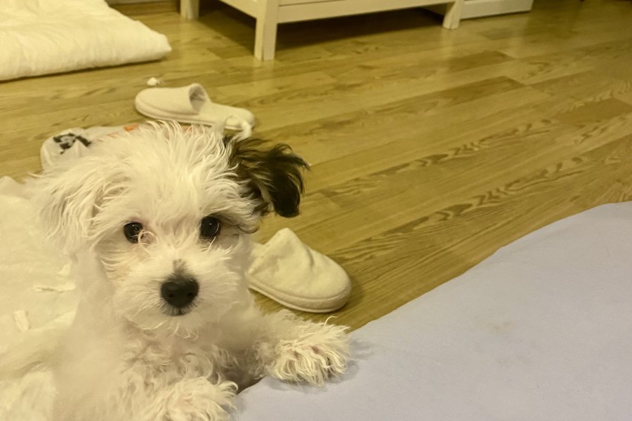 Morkie 3