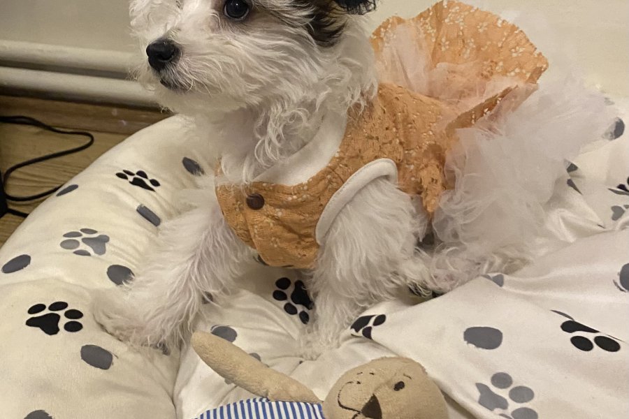 Morkie 2