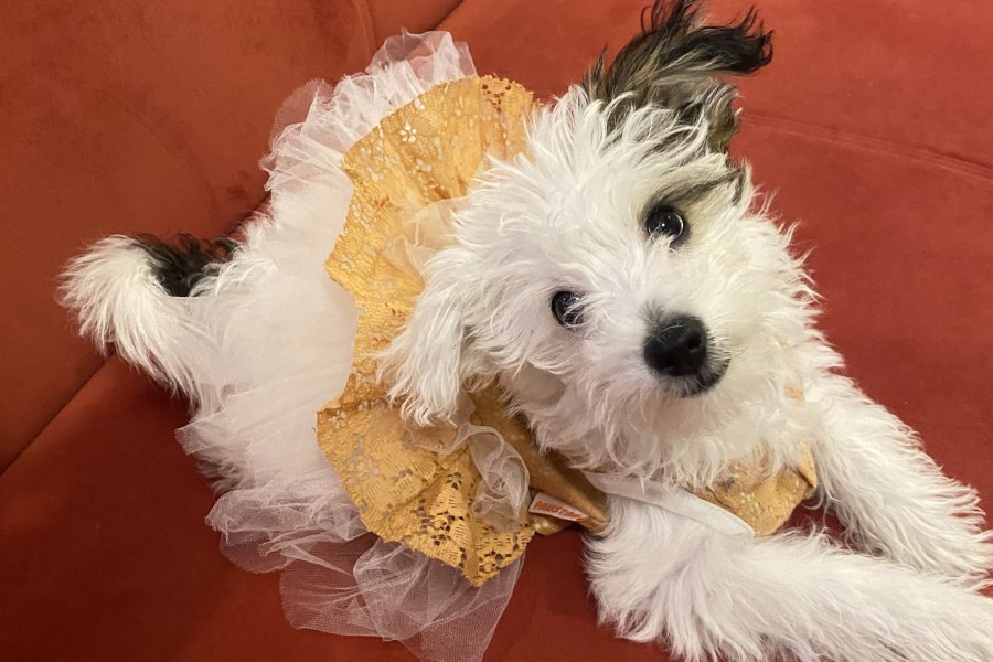 Morkie 1