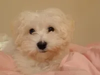 Disi 2.5 aylık maltese terrier