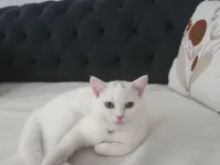 Sevimli British Longhair Yavrumuza Yuva Arıyoruz