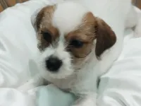 Jack tzu
