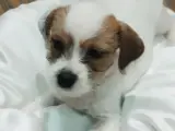 Jack tzu