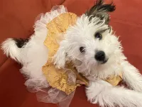 Morkie