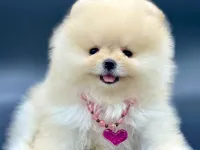 Safkan Pomeranian Boo Yavrularımız