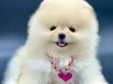 Safkan Pomeranian Boo Yavrularımız