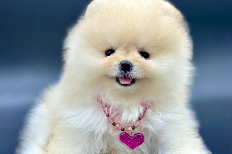 Safkan Pomeranian Boo Yavrularımız 1
