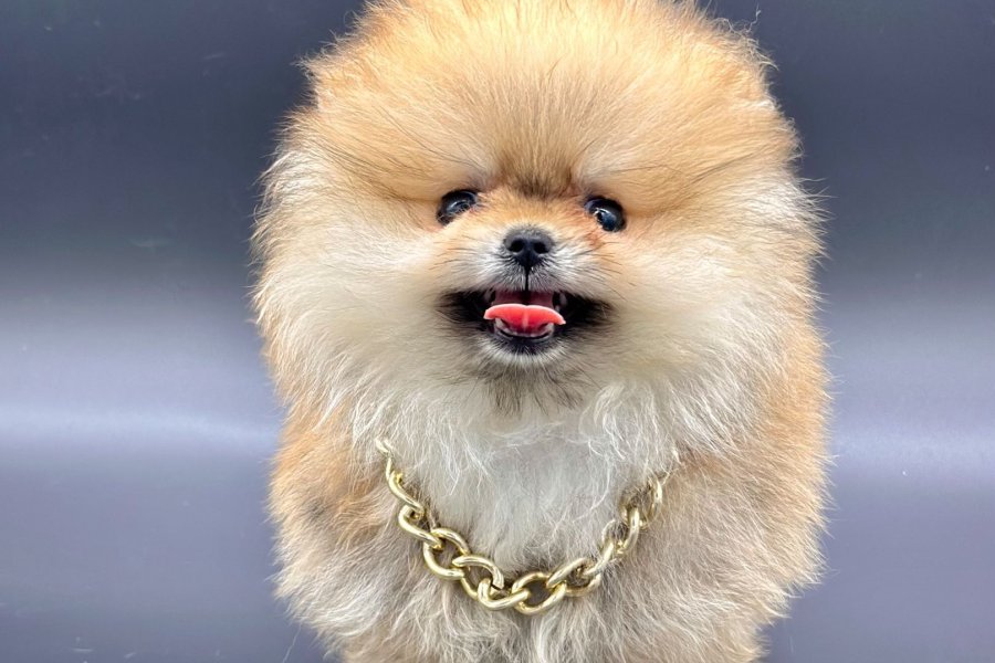 Safkan Pomeranian Boo Yavrularımız 2