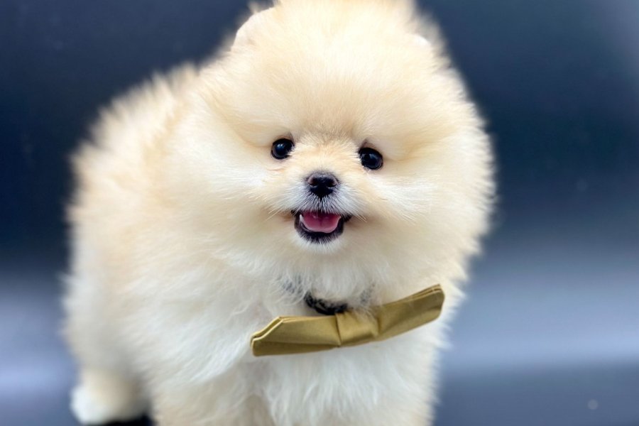 Safkan Pomeranian Boo Yavrularımız 3