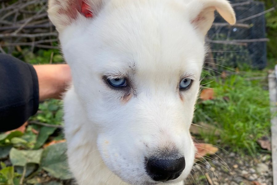 Beyaz Husky yavrusu 2 aylık 2