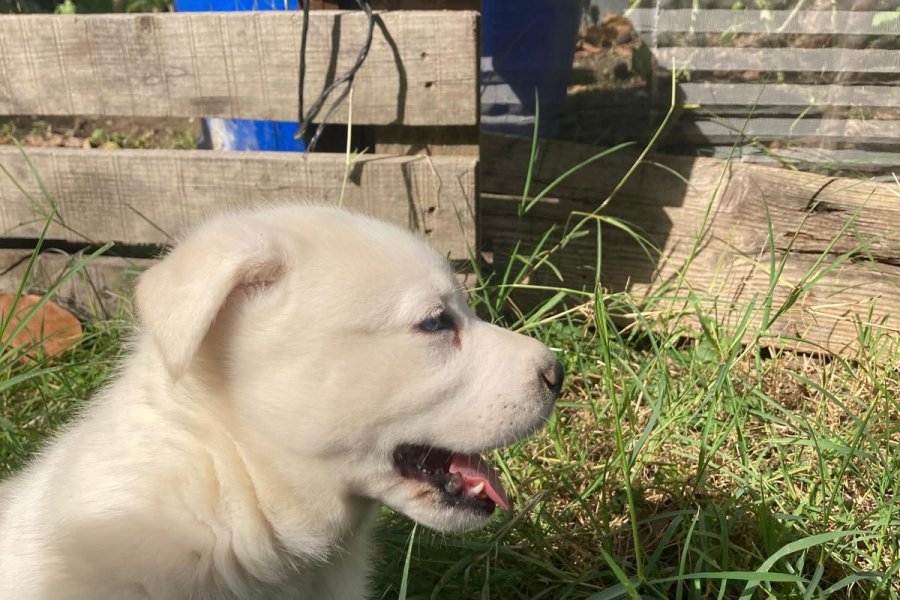 Beyaz Husky yavrusu 2 aylık 3