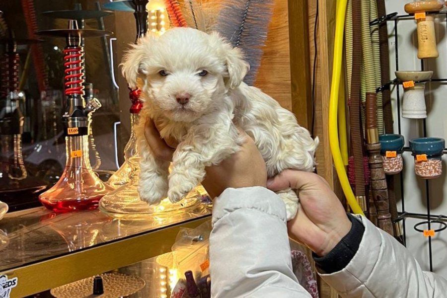 Maltese terrier yavru 1