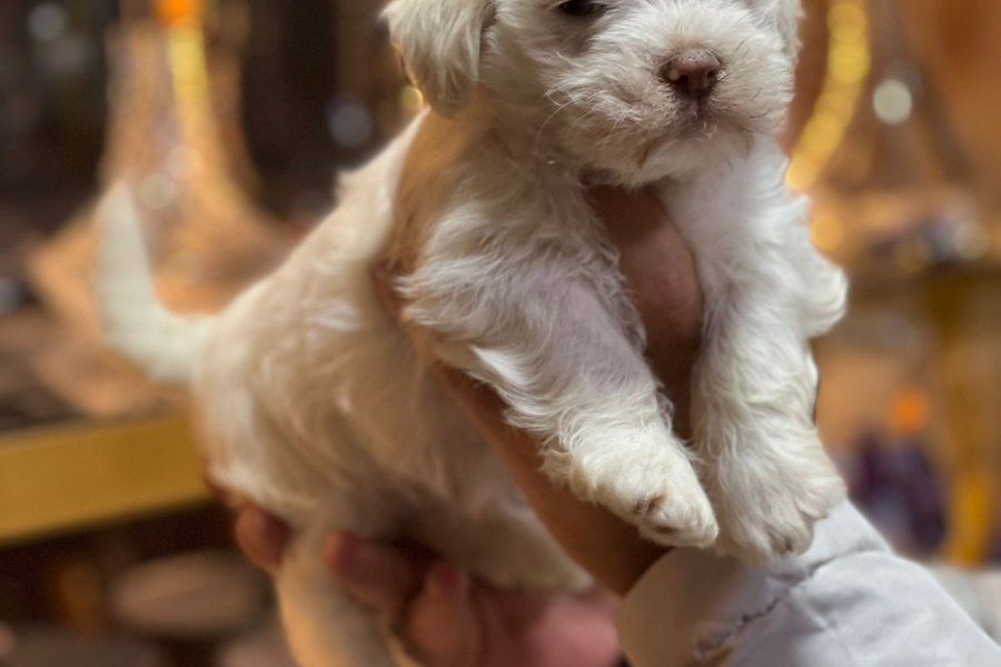 Maltese terrier yavru 2