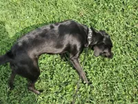 Oyuncu Labrador Retriever Kızımız Yuva Arıyor
