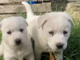 Beyaz Husky yavrusu 2 aylık