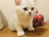 Safkan muhteşem silver bebekler