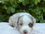 Bordercollie